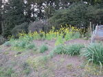 DSCF0449_hh.jpg