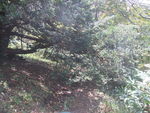 DSCF3460_hh.jpg