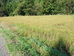 DSCF3542_hh.jpg
