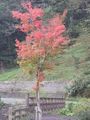 DSCF3579_hh.jpg