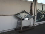 DSCF4170_hh.jpg
