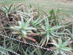 DSCF4281_hh.jpg