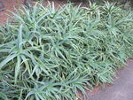 DSCF4283_hh.jpg